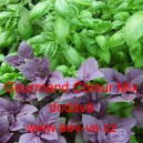 Bazalka prav&aacute; vonn&aacute; Gourmand Colour Mix