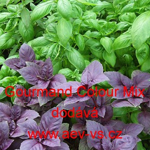 Bazalka prav&aacute; vonn&aacute; Gourmand Colour Mix