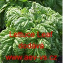 Bazalka prav&aacute; vonn&aacute; Leaf
