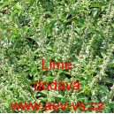 Bazalka prav&aacute; vonn&aacute; Lime