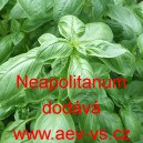 Bazalka prav&aacute; vonn&aacute; Neapolitanum