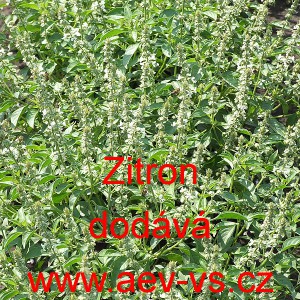 Bazalka prav&aacute; vonn&aacute; Zitron