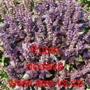 Bazalka prav&aacute; vonn&aacute; Rubin