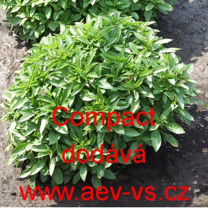 Bazalka prav&aacute; vonn&aacute; Compact