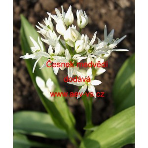 Česnek medvěd&iacute;