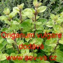 Dobromysl obecn&aacute; (oregano)