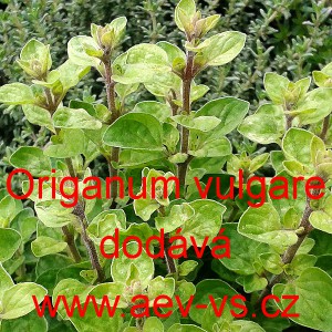 Dobromysl obecn&aacute; (oregano)