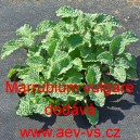 Jablečn&iacute;k obecn&yacute;