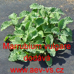 Jablečn&iacute;k obecn&yacute;