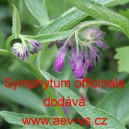 Kostival l&eacute;kařsk&yacute;