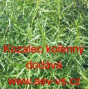 Kozalec kořenn&yacute;, Pelyněk estragon