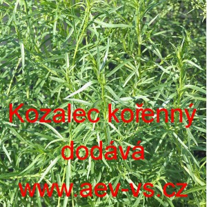 Kozalec kořenn&yacute;, Pelyněk estragon
