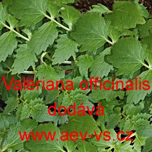 Kozl&iacute;k l&eacute;kařsk&yacute;