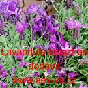 Levandule hl&aacute;vkovit&aacute;, francouzsk&aacute;, korunkat&aacute;