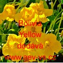 Lichořeři&scaron;nice vět&scaron;&iacute; Bolivia Yellow