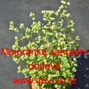 Major&aacute;nka zahradn&iacute;