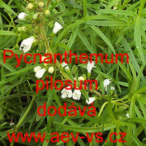 M&aacute;ta horsk&aacute; americk&aacute;, chlupat&aacute;