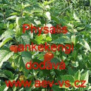 Mochyně židovsk&aacute; tře&scaron;eň