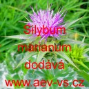 Ostropestřec mari&aacute;nsk&yacute;