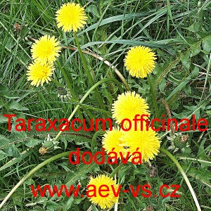 Pampeli&scaron;ka l&eacute;kařsk&aacute;