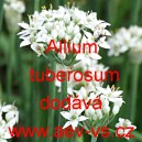 Pažitka česnekov&aacute;