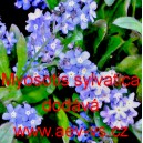 Pomněnka lesn&iacute;