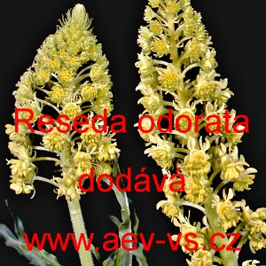 Rezeda vonn&aacute;, R&yacute;t vonn&yacute;