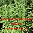 Rozmar&yacute;na l&eacute;kařsk&aacute;