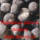 Ředkev set&aacute; (čern&aacute;)