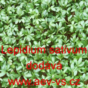 Řeřicha set&aacute; zahradn&iacute;