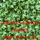 Řeřicha set&aacute; zahradn&iacute; drobnolist&aacute;