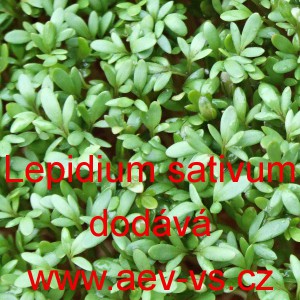 Řeřicha set&aacute; zahradn&iacute; velkolist&aacute;