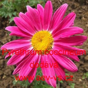 Řimbaba kavkazsk&aacute;, růžov&aacute;, Kopretina růžov&aacute; Mix