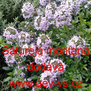 Saturejka horsk&aacute; W&uuml;rziger Kaiser