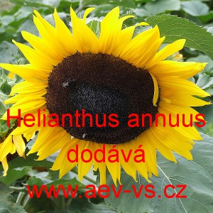 Slunečnice ročn&iacute;