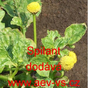 Spilant, Plamatka zeln&aacute;, jamba, parařeřicha