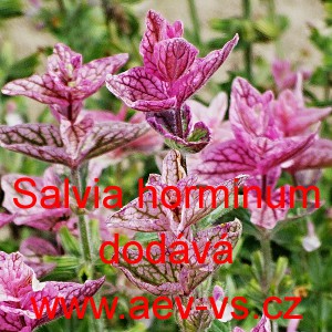 &Scaron;alvěj zahradn&iacute;, pestr&aacute;