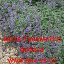 &Scaron;anta modr&aacute;, Faasseniho