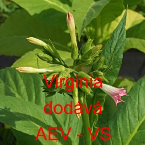 Tab&aacute;k virginsk&yacute;, viržinsk&yacute;