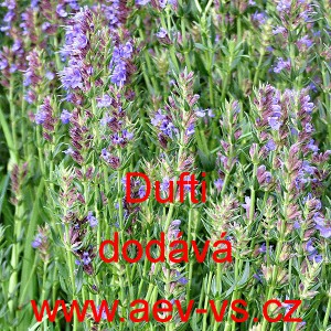 Yzop l&eacute;kařsk&yacute; Dufti