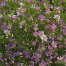 &Scaron;ater lep&yacute; ozdobn&yacute; Gipskraut Mischung