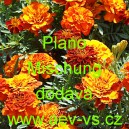 Aksamitn&iacute;k rozkladit&yacute; Plano Mischung