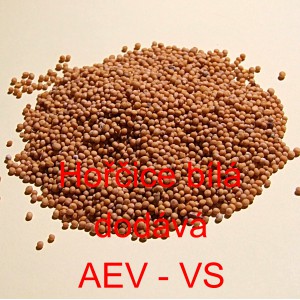 Hořčice b&iacute;l&aacute; cel&aacute;