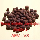 Nov&eacute; kořen&iacute; Jamajka