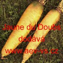 Mrkev obecn&aacute; krmn&aacute; Jaune du Doubs