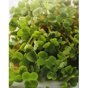 Rauke BIO roketa set&aacute;