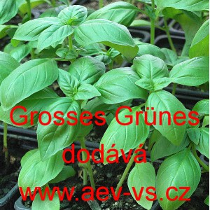 Bazalka prav&aacute; vonn&aacute; Grosses Gr&uuml;nes