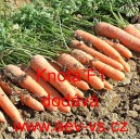 Mrkev obecn&aacute; hybridn&iacute; Knota F1