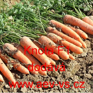 Mrkev obecn&aacute; hybridn&iacute; Knota F1