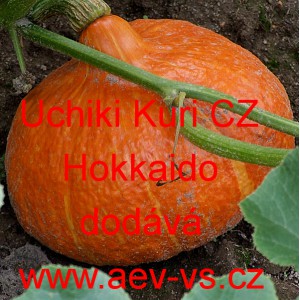 Tykev velkoplod&aacute; Uchiki Kuri CZ Hokkaido